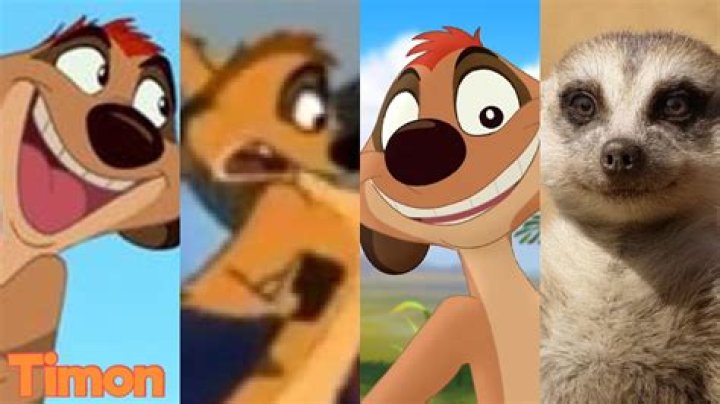 What kind of animal is Timon? – Celebrity.fm – #1 Official Stars, Business & People Network, Wiki, Success story, Biography & Quotes