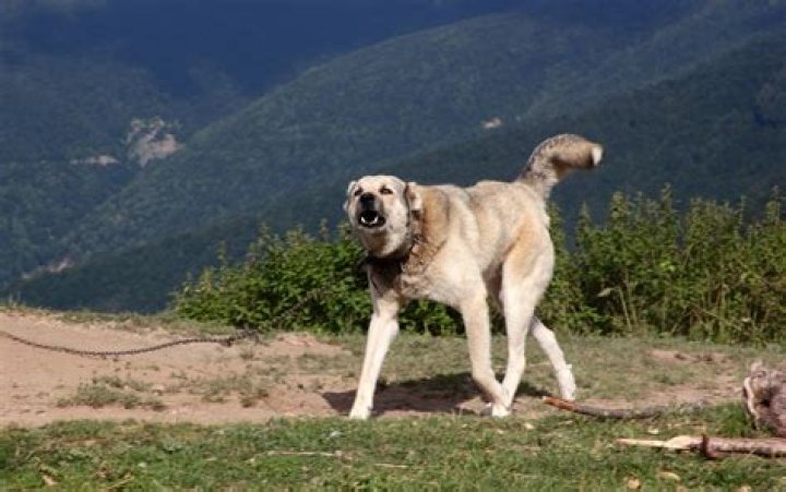 What to do if a collection agency sues you?