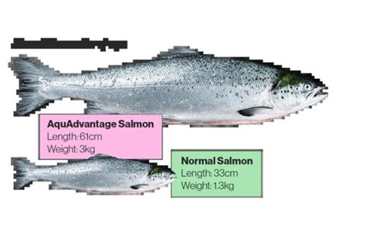 When was AquAdvantage Salmon created?