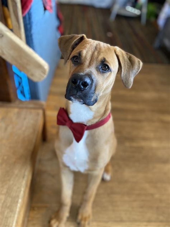 Why do dogs lean into you?