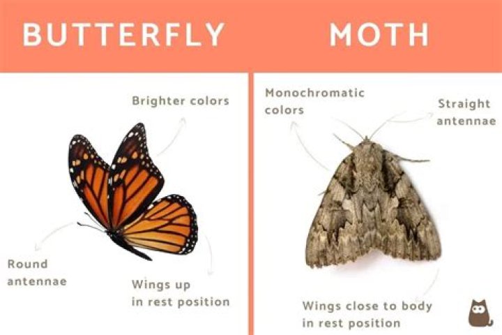 Why do I have moths in my bushes?