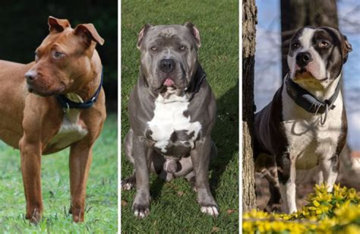 Why do people hate pitbulls? – Celebrity.fm – #1 Official Stars, Business & People Network, Wiki, Success story, Biography & Quotes