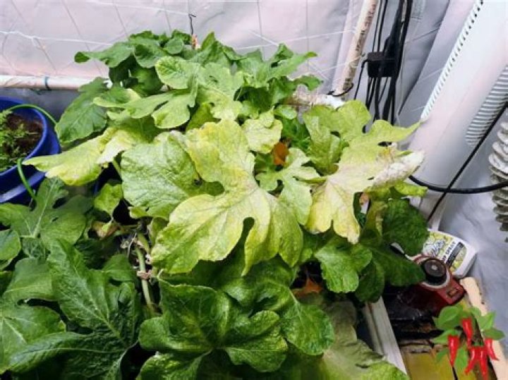 Why is my indoor plant dying?