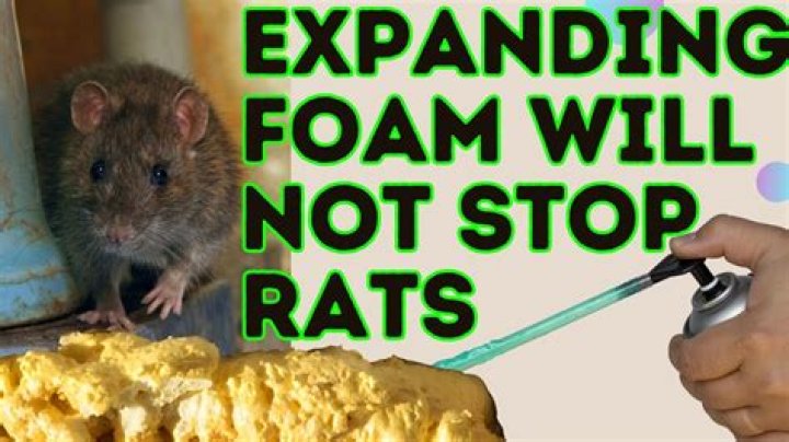 Will expanding foam stop rats?